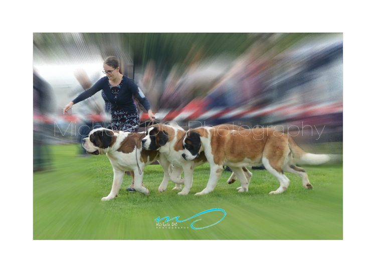 Group Class - Saint-Bernards