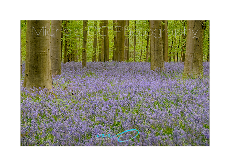 Bluebells in Halle