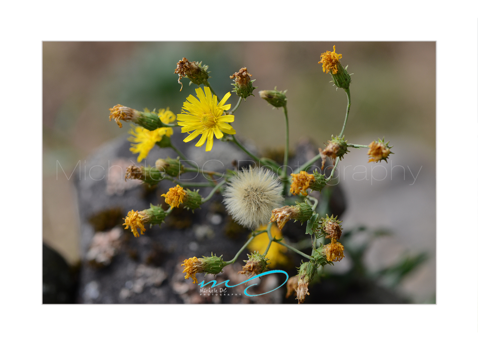 Nature's Floral Composition