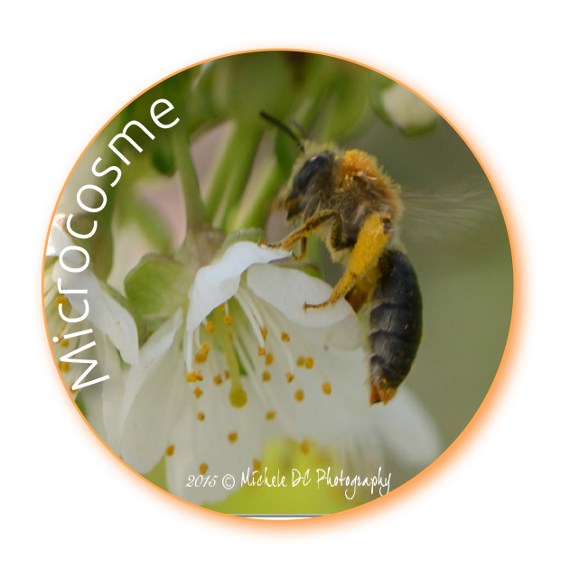 Lien vers la Galerie Microcosme I Michèle DC