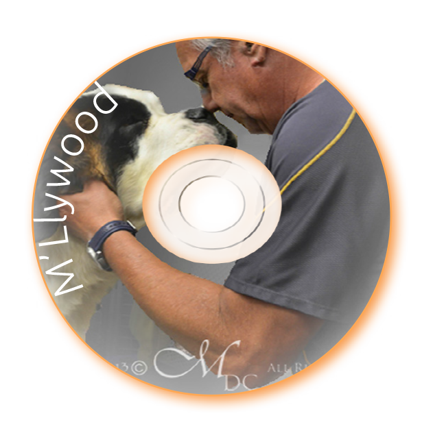 Lien vers la Galerie M'Llywood I Michèle DC