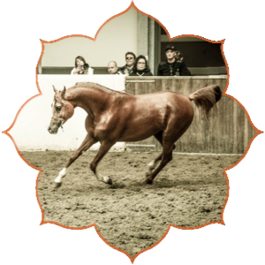 Passionata I Arabische Paarden