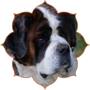 Passionata I Saint-Bernards